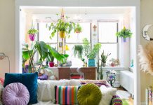 Top 10 Indoor Plants featured image